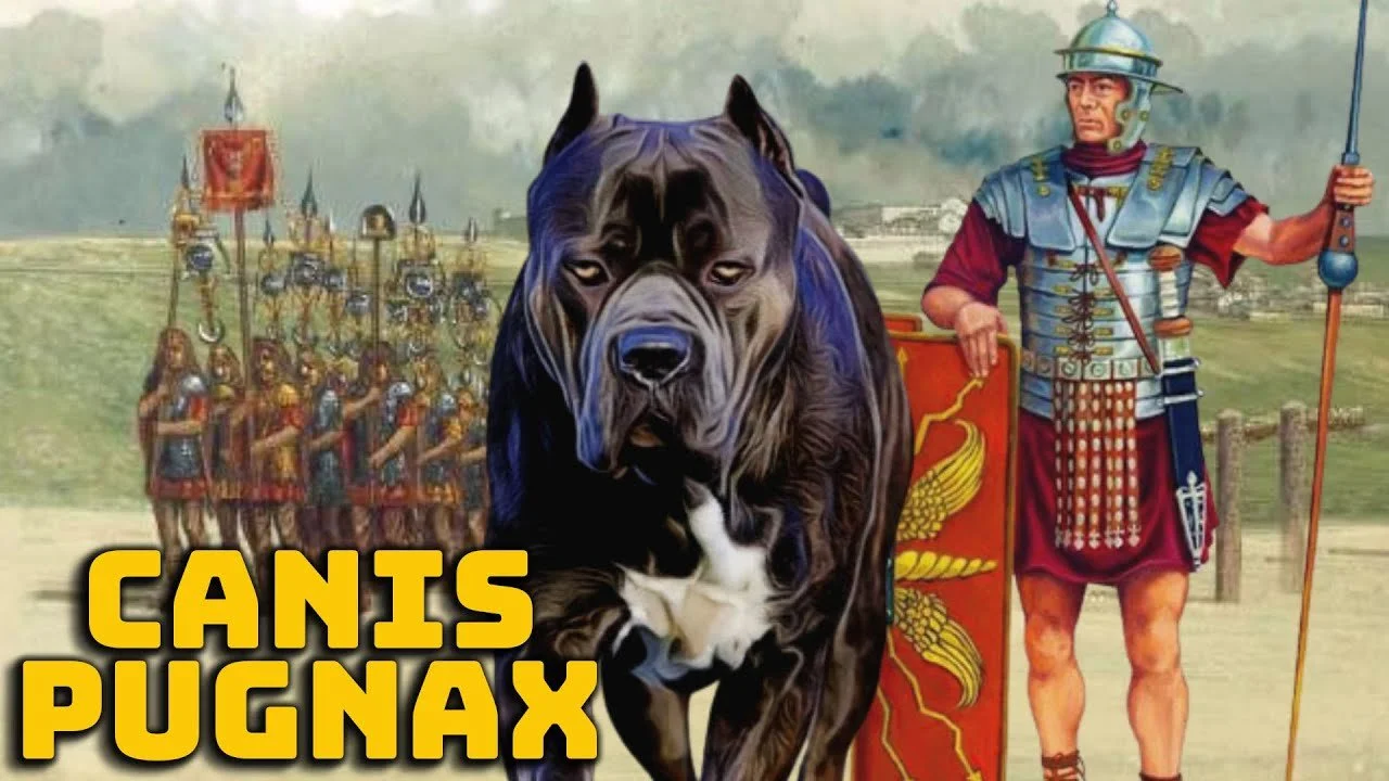 Canis Pugnax - The War Dog of the Roman Legions