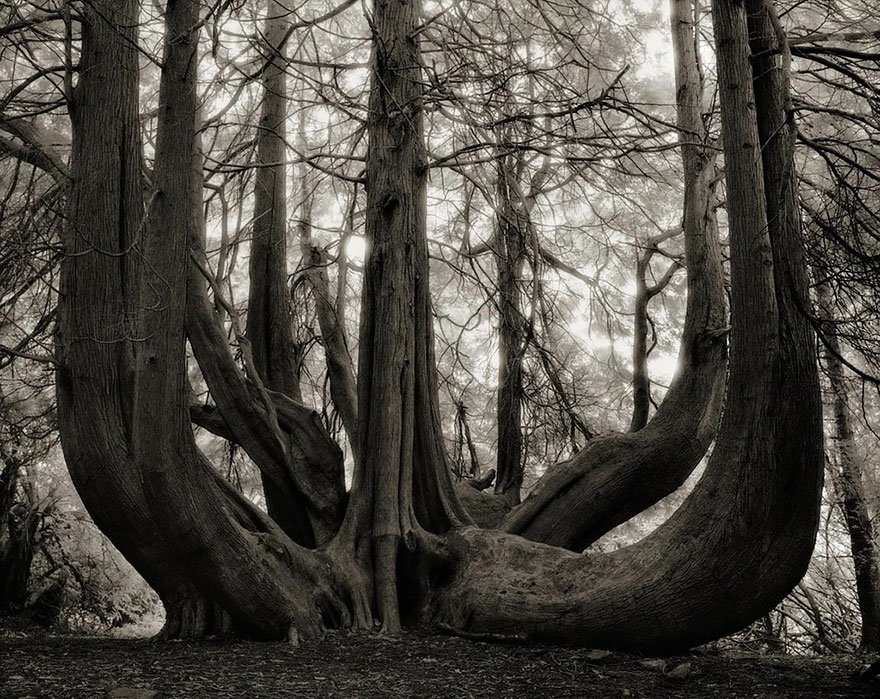 ancient-trees-beth-moon-14.jpg