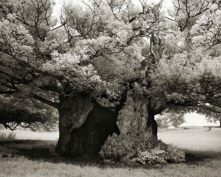 ancient-trees-beth-moon-19.jpg