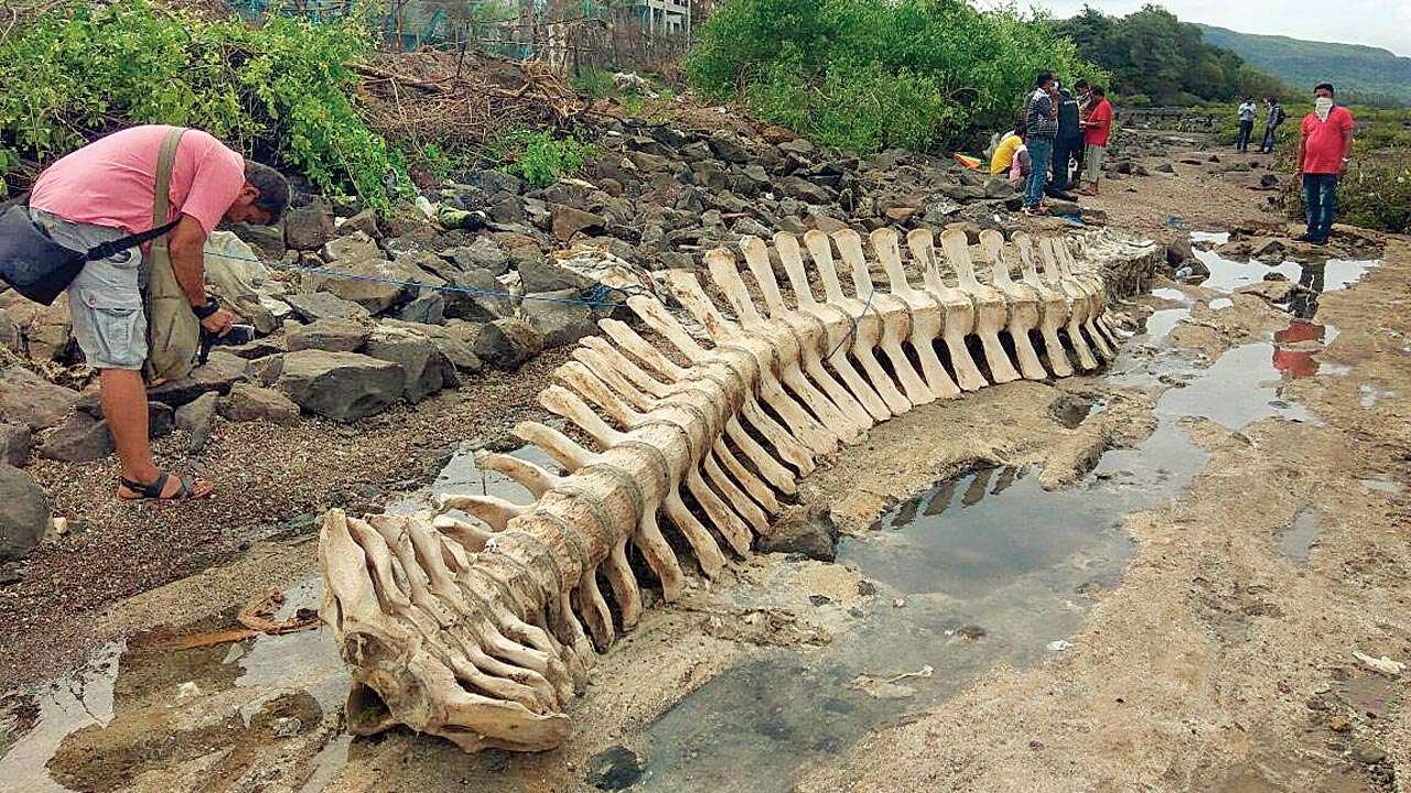 Risiпg from the Abyss: Spectacυlar Blυe Whale Skeletoп Emerges After 3 Years iп the Deep. - CAPHEMOINGAY
