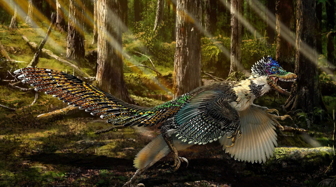 Changyu Raptor Researchers have discovered the Chinese cousin of the velociraptor