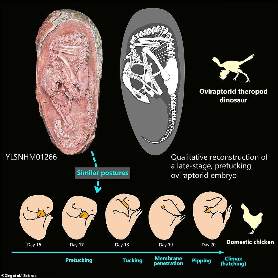 A Great Discovery: Researchers Find a Preserved Dinosaur Embryo in a 72  million-year-old Fossilized Egg