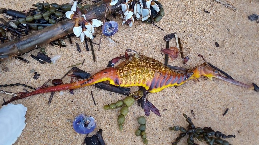 Εxtinct sea dragon millions of years ago washed up on the coast of  Australia after record rain
