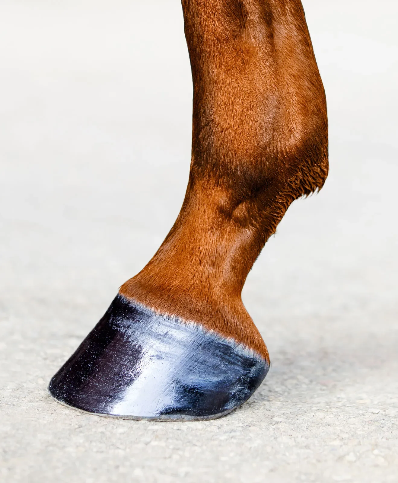 Close-up-the-hoof-of-a-horse.webp