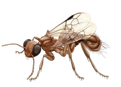 Angeer Insect Scientists Discover Strange Creature