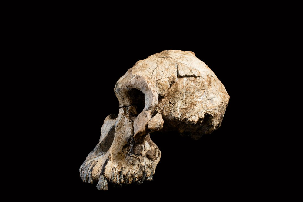 3.8-million-year-old early human ancestor skull, a key fossil that informed modern add health wave 7 principles