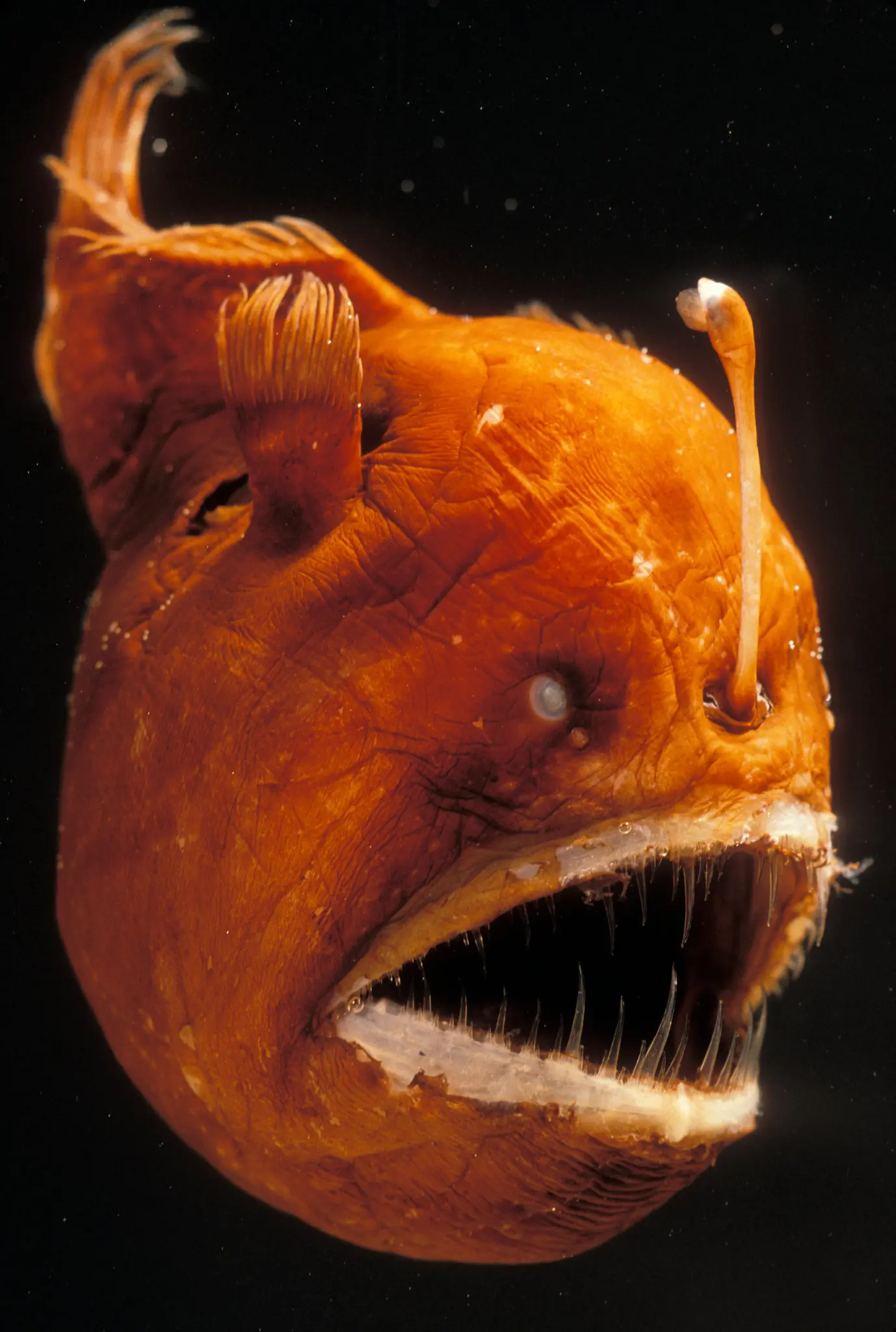 The Creepy Anglerfish Comes to Light. (Just Don't Get Too Close.)