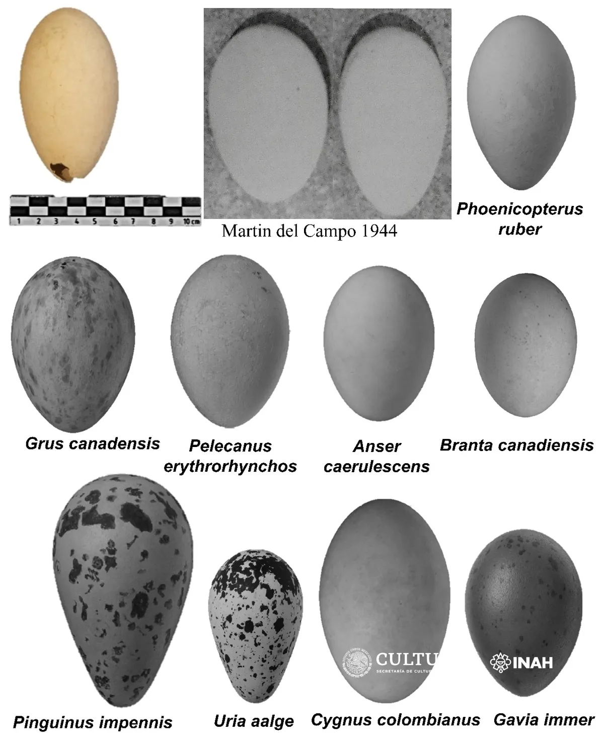 12,000-year-old fossilized flamingo egg occurs in the Americas