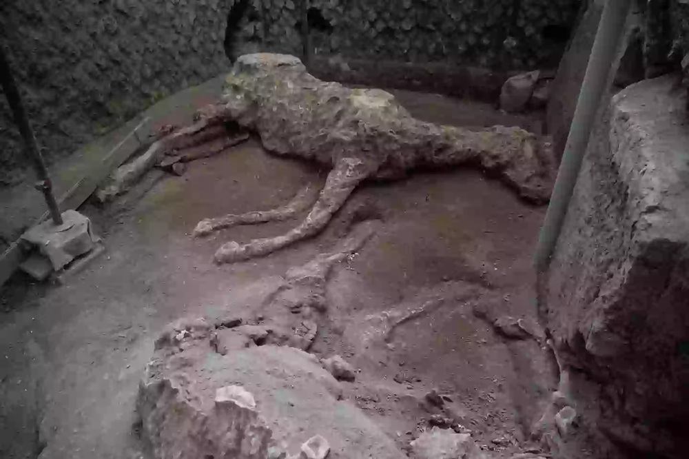 Major DNA Breakthrough in Pompeii Reveals Surprising Details About the ...