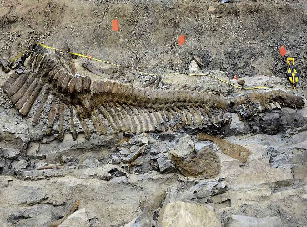 Archaeologists discover dinosaur tail in Mexico's desert