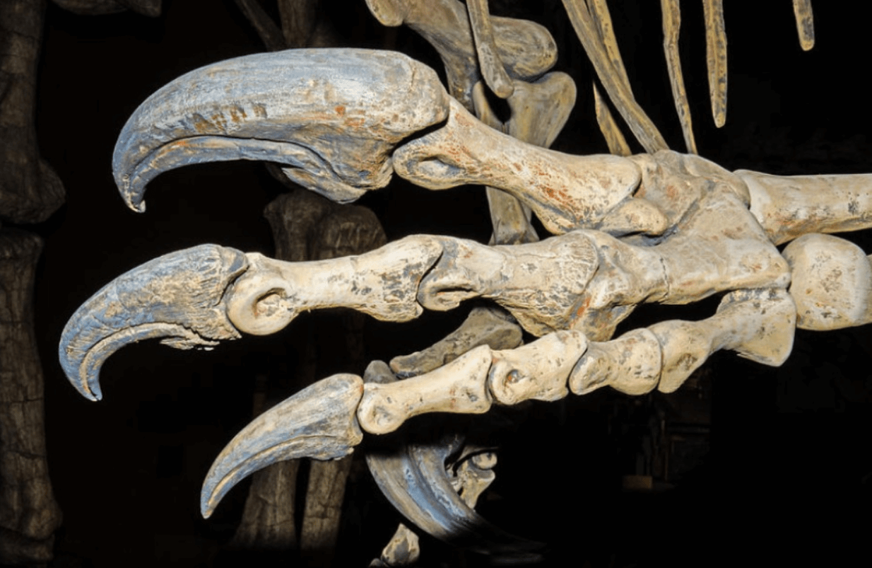 Raptor Claw Fossils raptor-claw-fossils