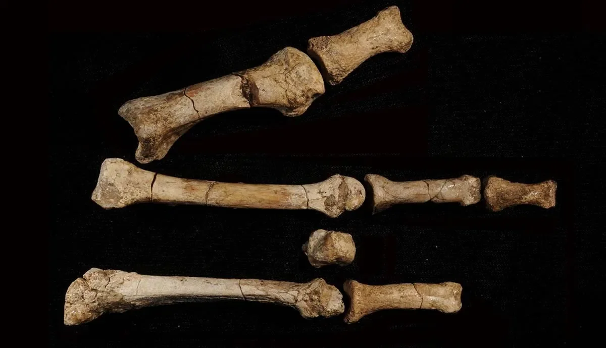 Australopithecus-deyiremeda.webp