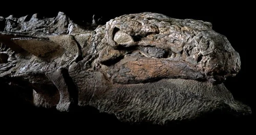 Nodosaur Dinosaur ‘Mummy’ Unveiled With Skin And Guts Intact In Canada