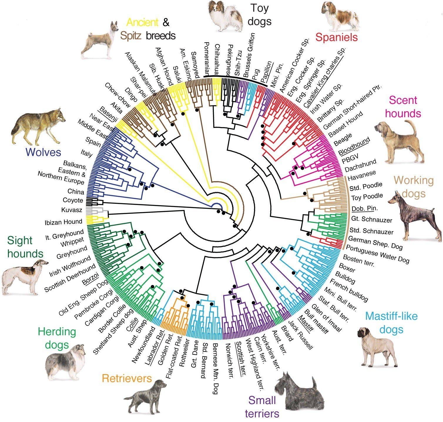 how did dog breeds evolve