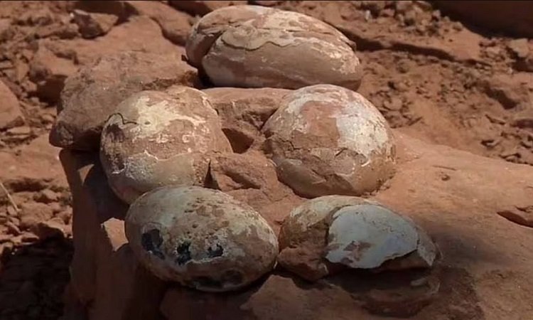 Researchers Discover More Than 100 'Herd' Dinosaur Eggs In Argentina