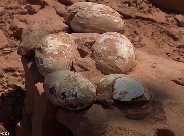 Brazil: Fossilised Eggs Dating 60-80 Mn Yrs Ago Belongs To Dinosaurs,  Confirms Scientists