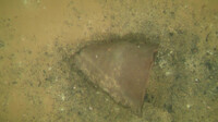 image_2025-12-07_210359968.png