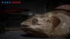 ‘Extinct Fossil Fish’ dating back 420 million years found alive in ...