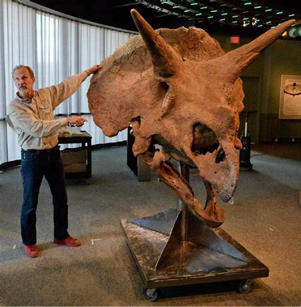 Triceratops Fossils
