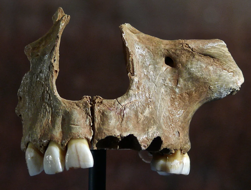 Oldest Human DNA Found in the UK Reveals Origins of Early Britons