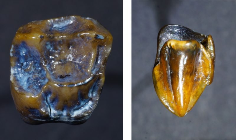 Fossilized prehistoric teeth from 9.7 million years ago "could rewrite  human history"
