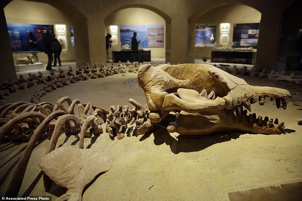 The 'walking whales' of Egypt: Fossils in the desert are remains of 37  million years old sea mammals