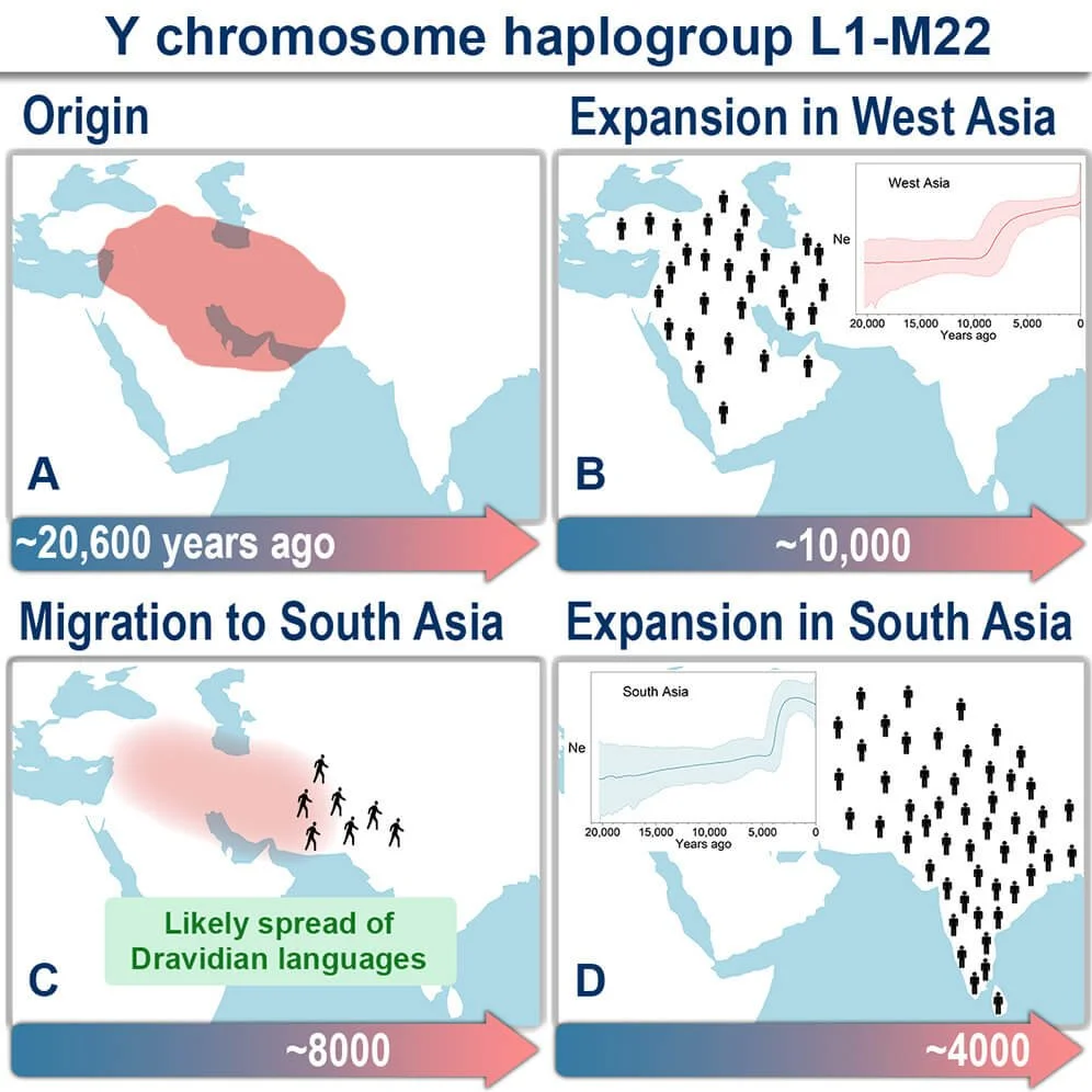 A New Study Decodes Ancient Migrations: Haplogroup L1-M22 and Its Link ...
