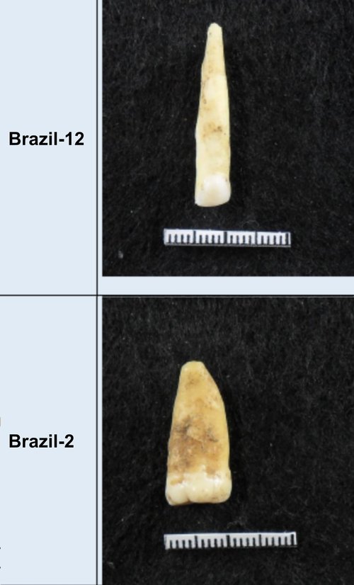 Ancient DNA research provides information about South America