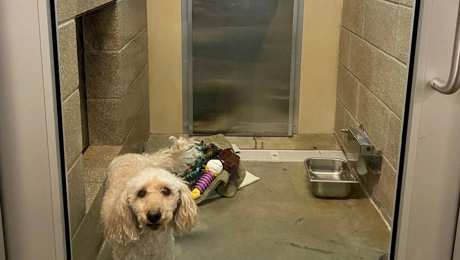 Dog Boarding — Now Boarding Pets