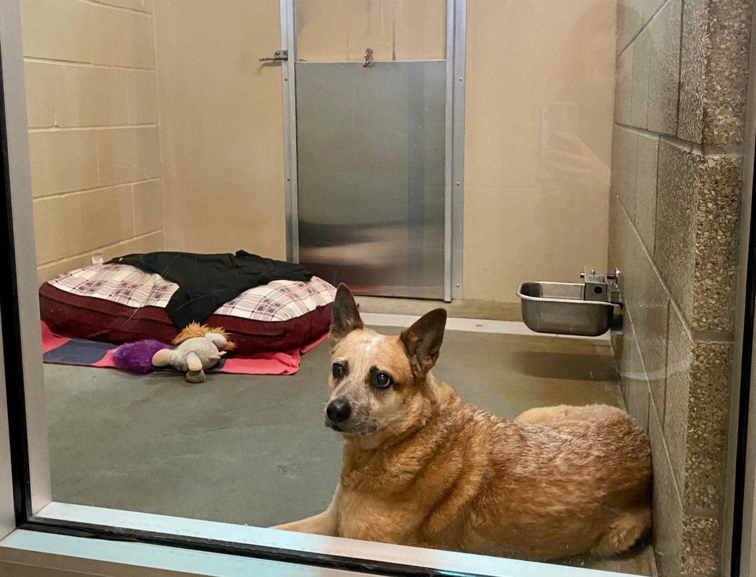 Explore PetSmart Boarding Your Pets Home Away from Home Explore PetSmart Boarding Your Pets Home Away from Home