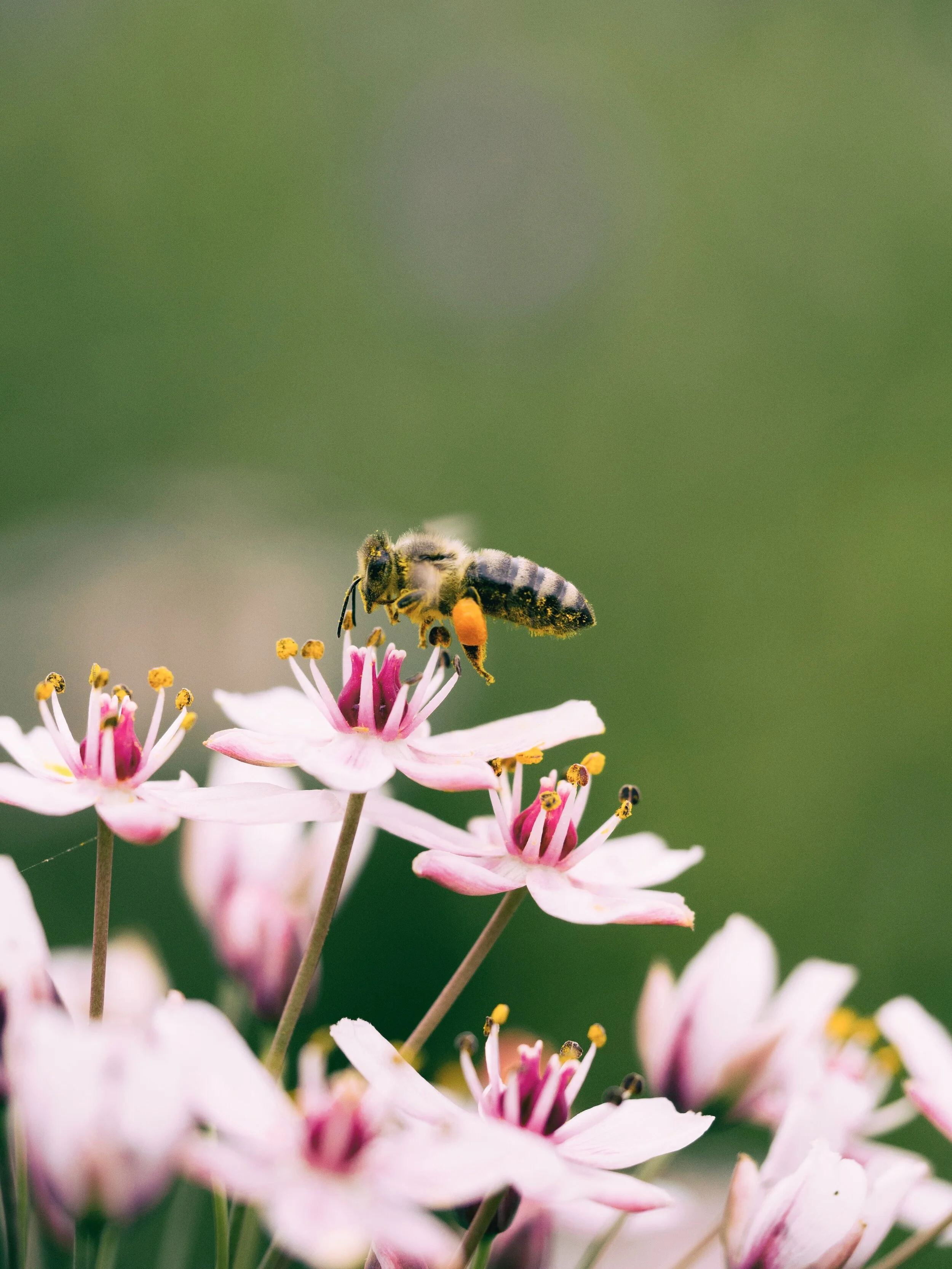 Closer look at how Bees make Honey