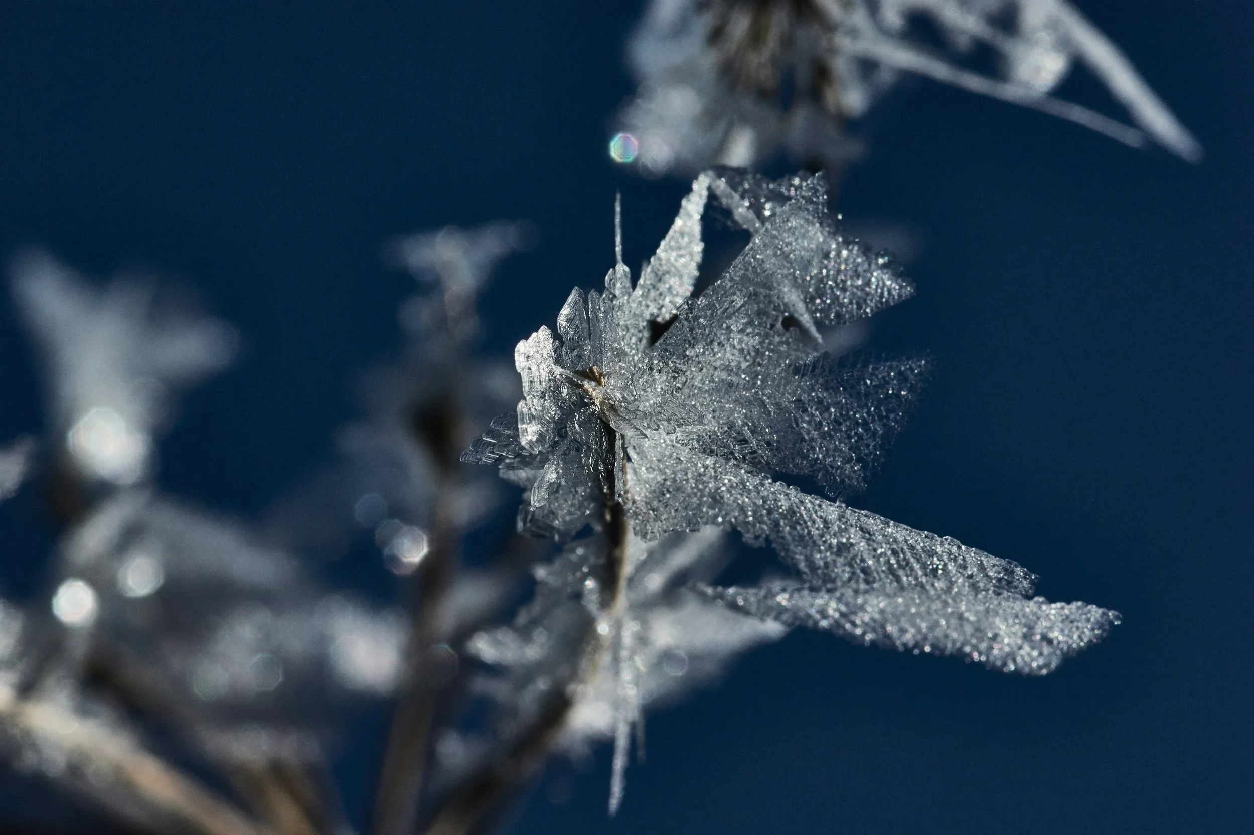 closeup of winter frost