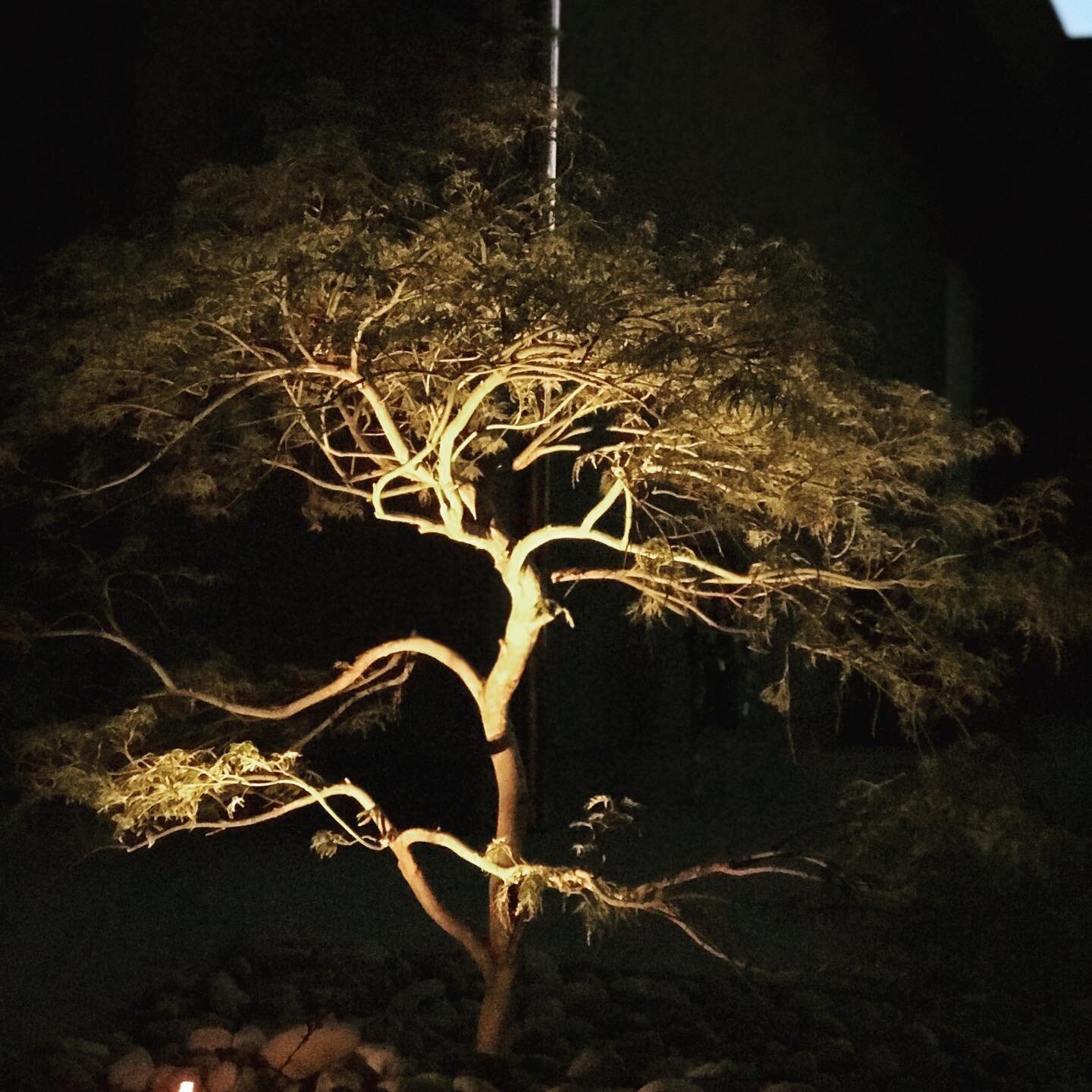 We always recommend up lights for the gorgeous trees we get to install for our customers..