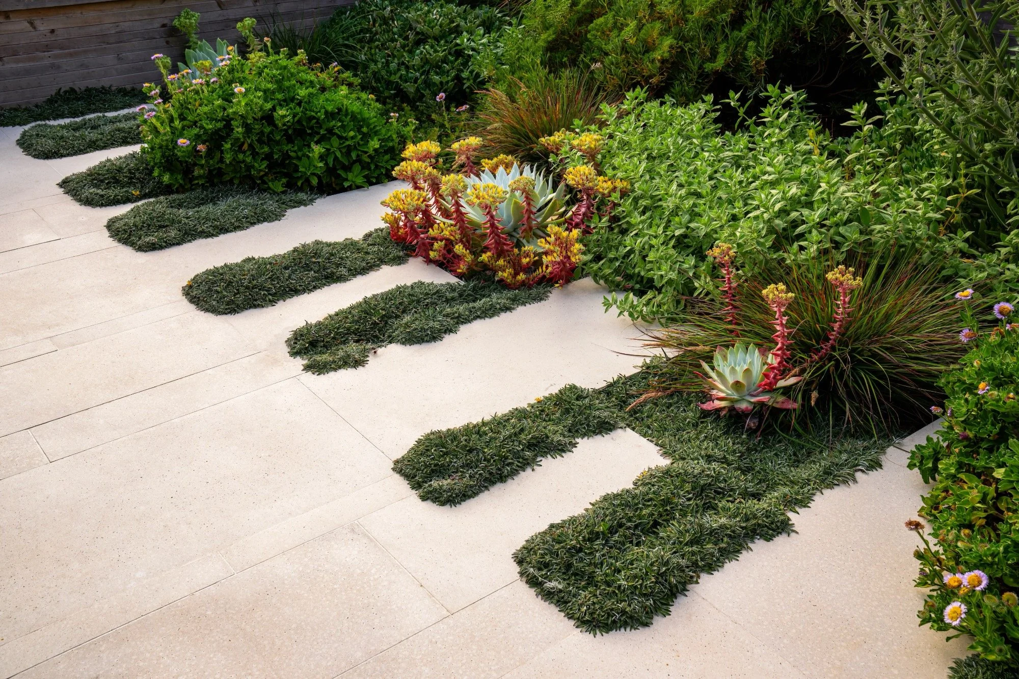 Modern patio design with concrete pavers and native plants in San Francisco