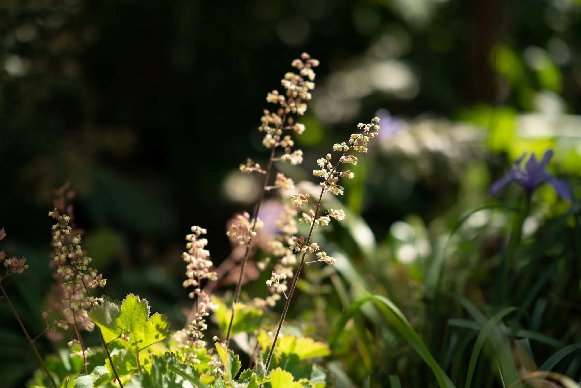 Dappled light on a native Heuchera in a California garden
