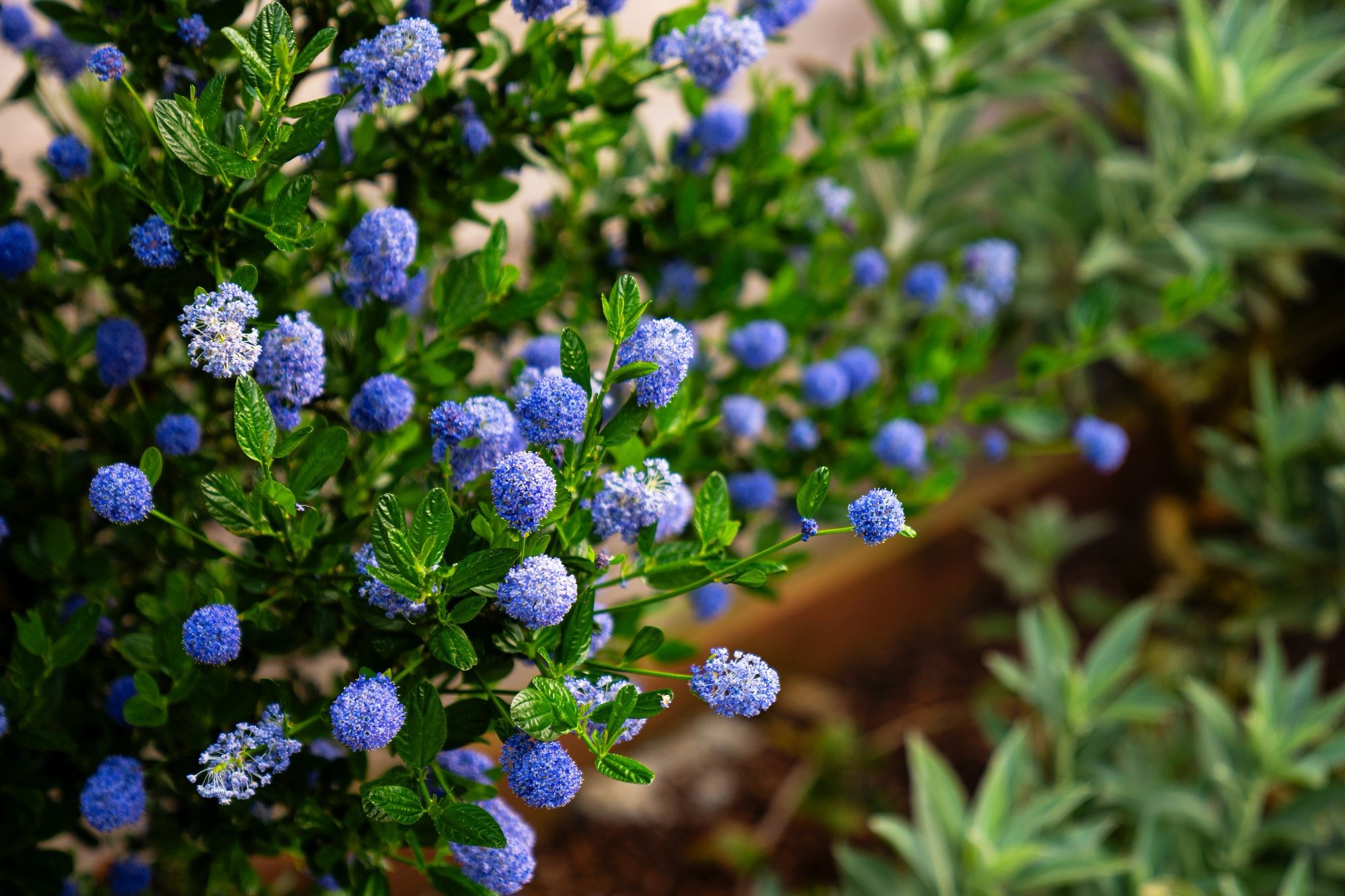 Ceanothus flowers in a coastal garden in San Francisco