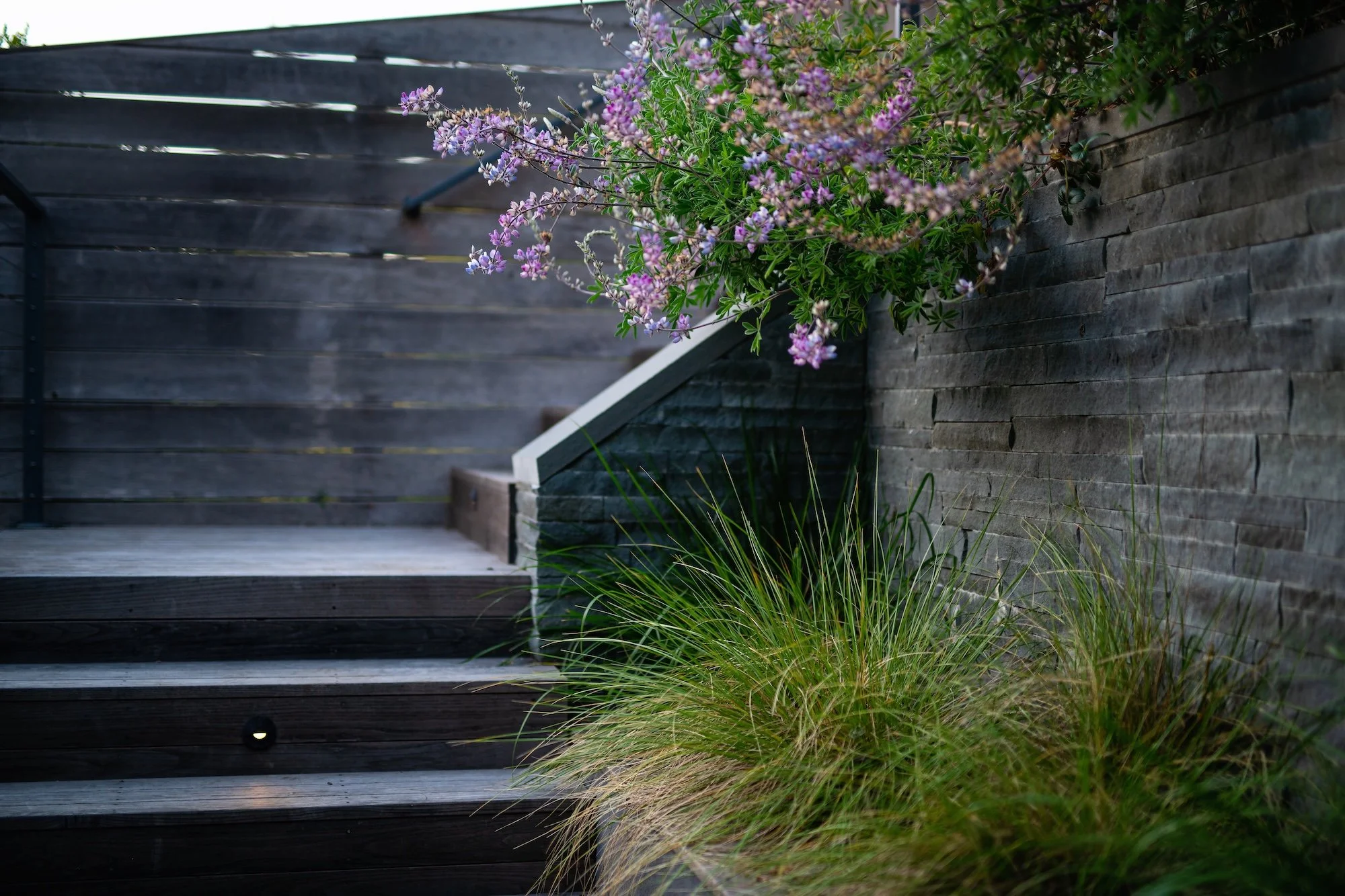 A native Lupine and Deschampsia soften and natural stone wall