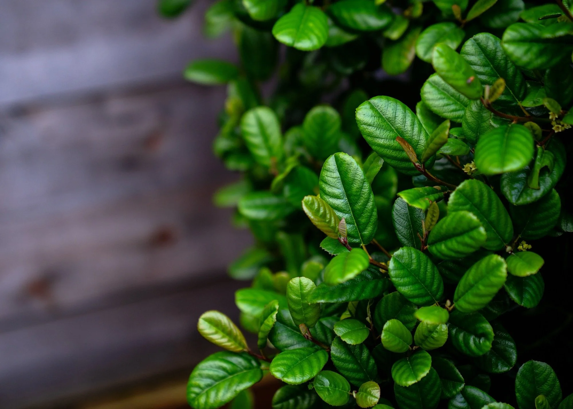 California native Coffeeberry in a coastal garden in San Francisco