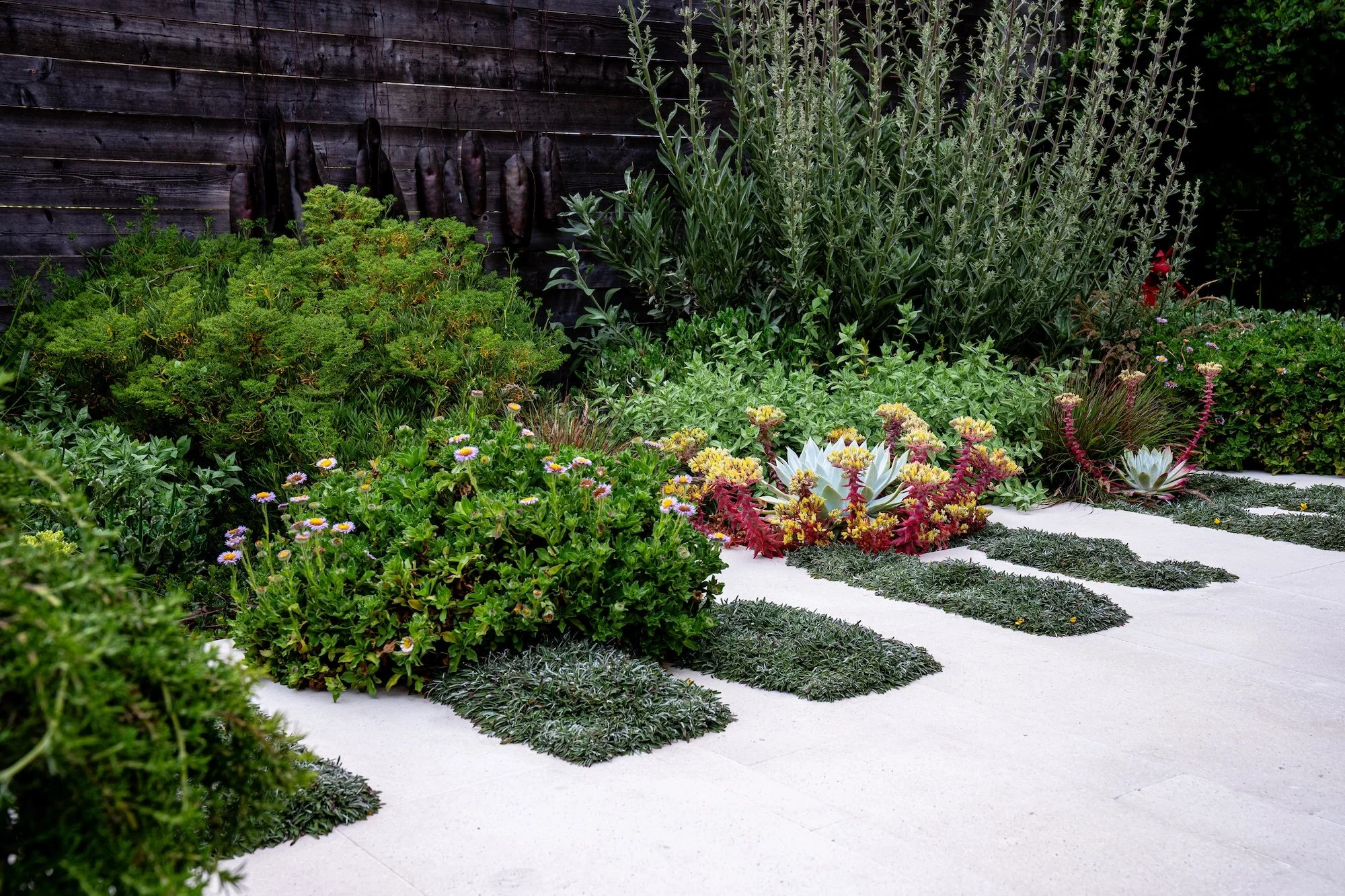 Mixed California native plants in a coastal garden in San Francisco