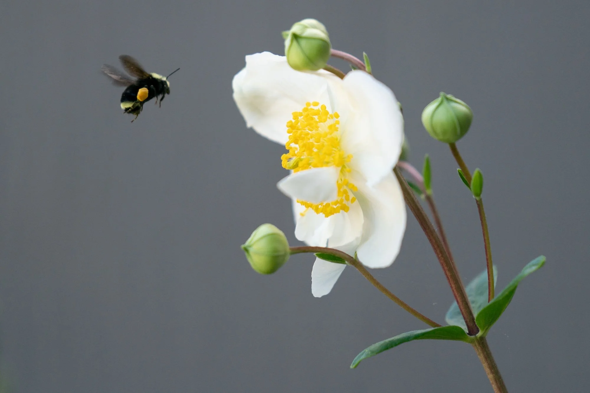 A native bee collecting pollen from a native Carpenteria