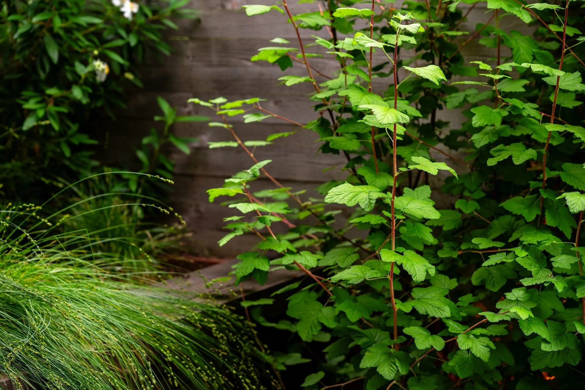 Native Currant shrub and Carex grass fill out a shade garden in San Francisco