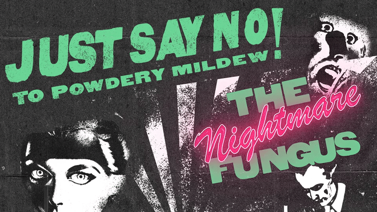 Just Say No-high.gif