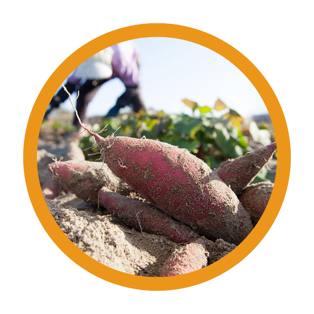 North Carolina Sweetpotatoes — NCLFC North Carolina Local Food Council