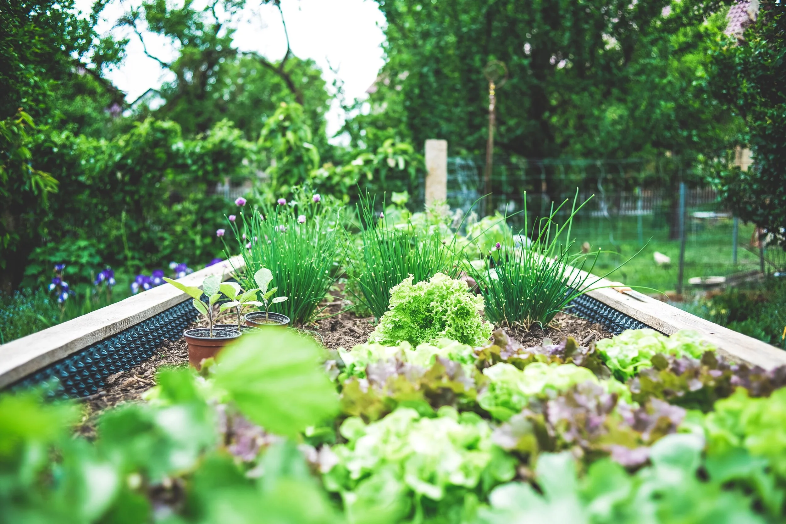 8 Culinary Must-Haves to Plant in Your Garden This Season