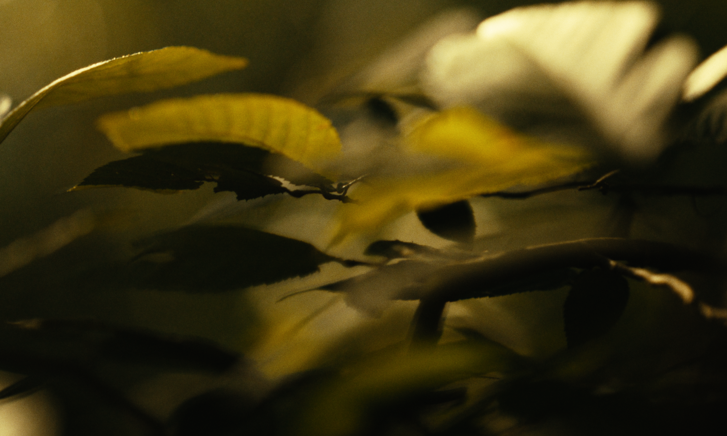 Halcyon - Short_Website HQ Stills-17.png