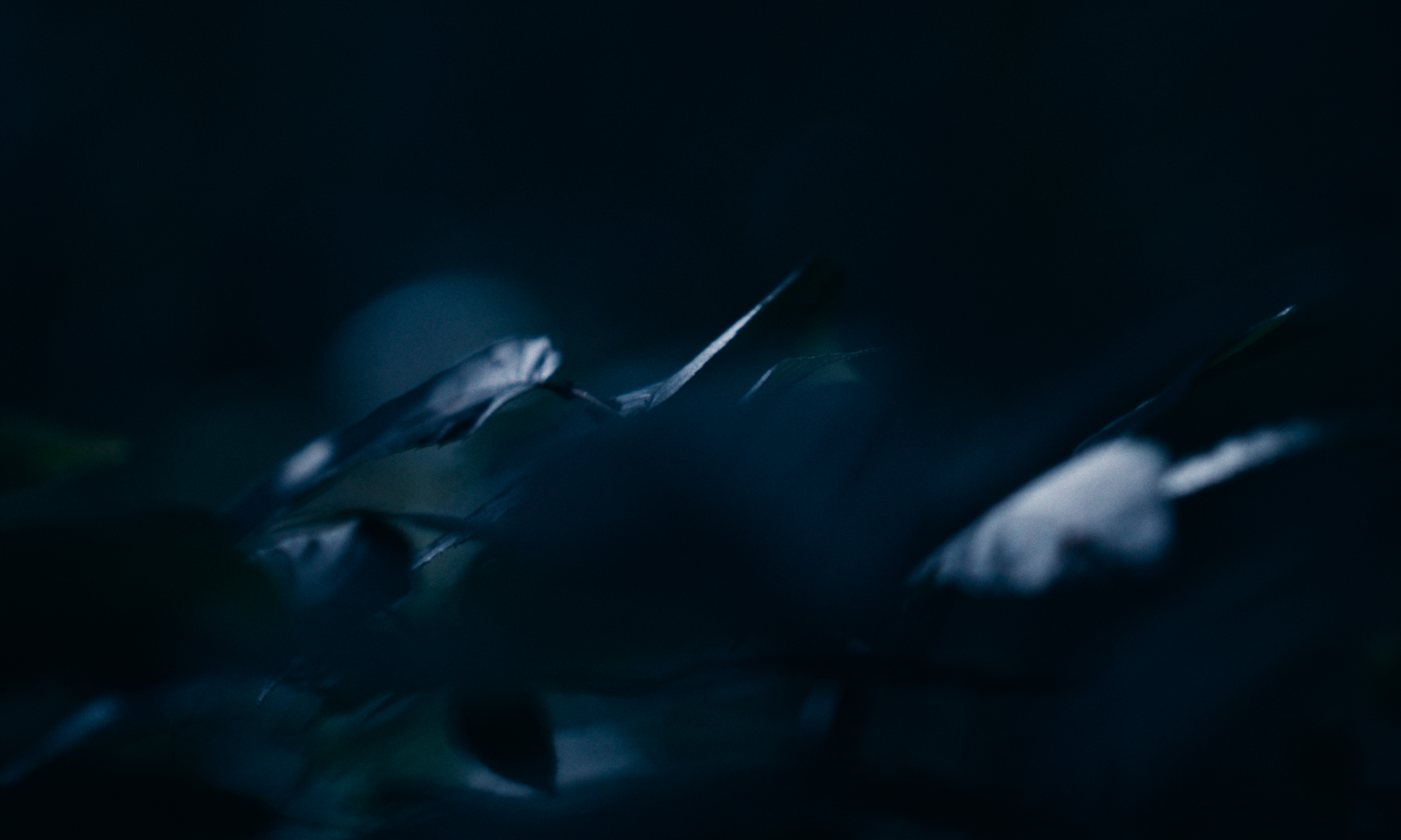 Halcyon - Short_Website HQ Stills-3.png