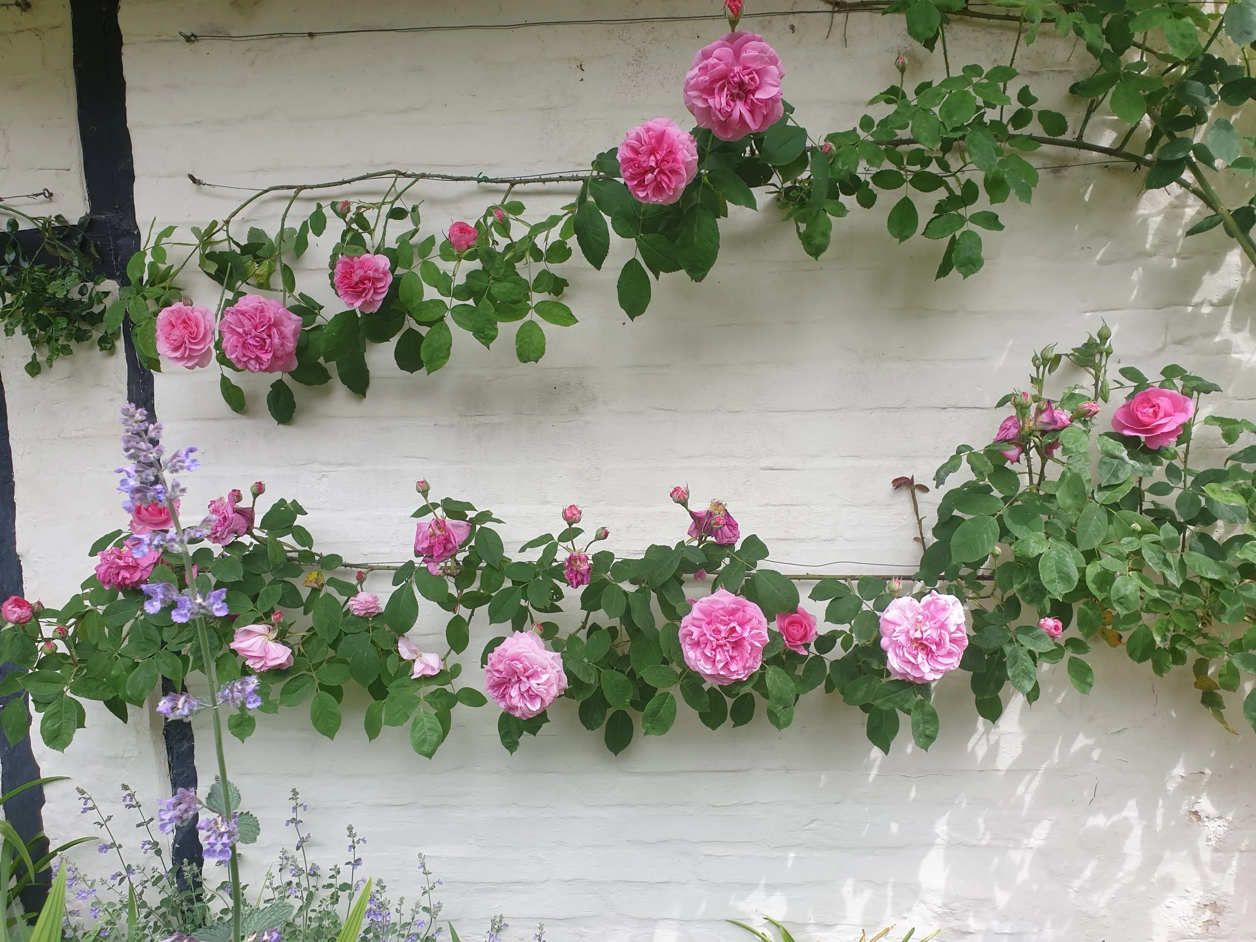 Rose pruning Wiltshire