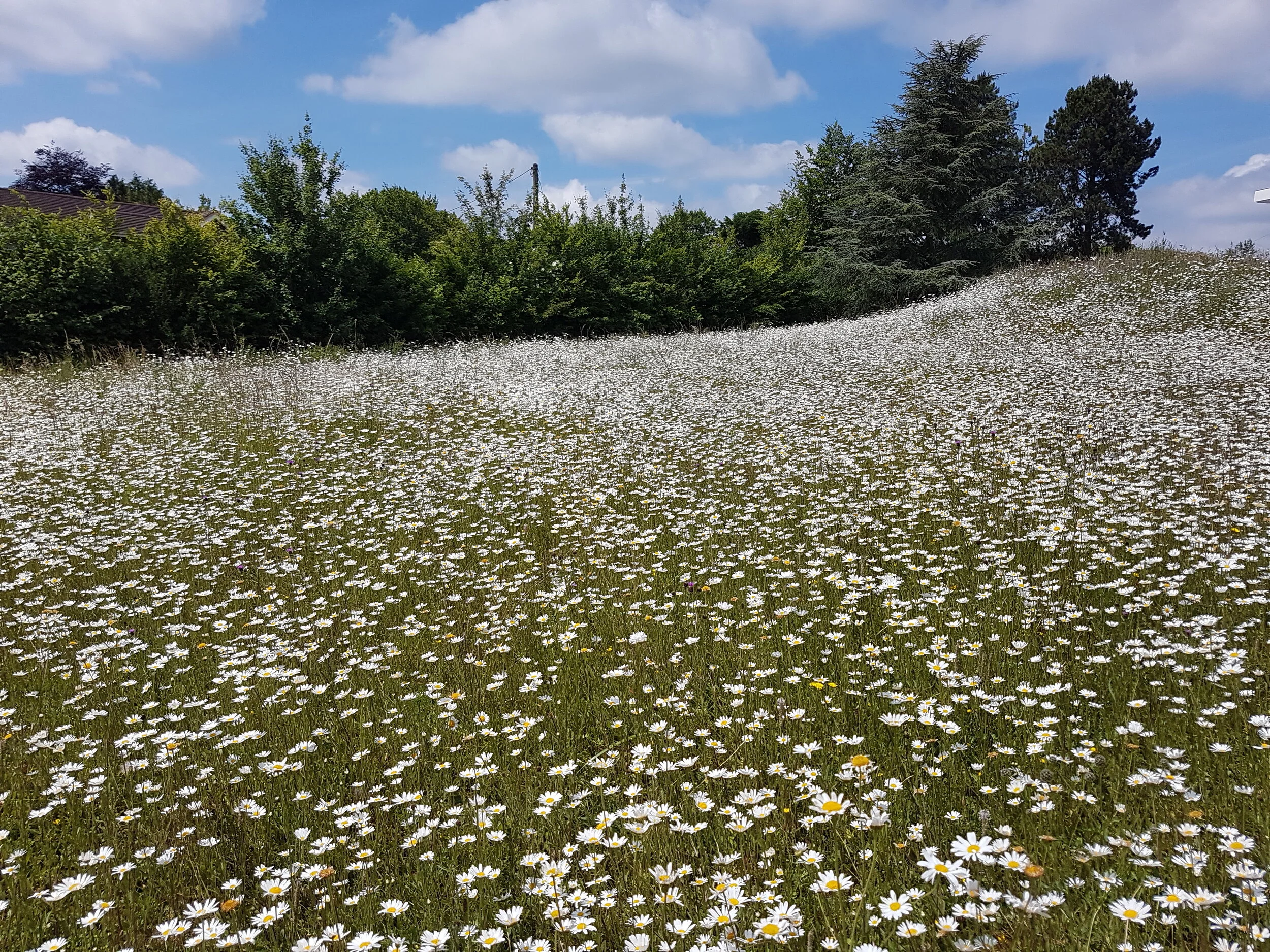Wildflower Meadow Wiltshire