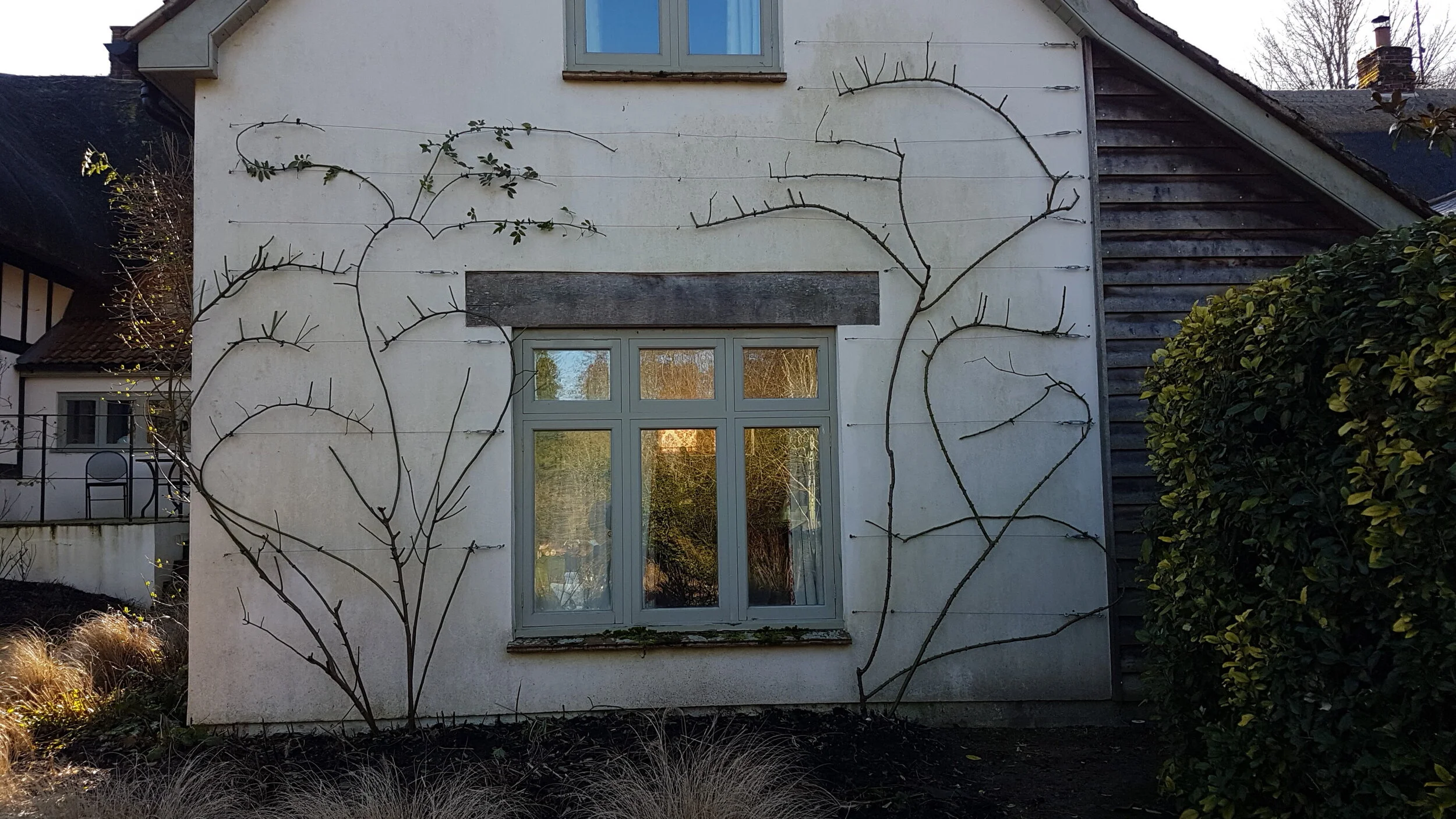 Rose pruning