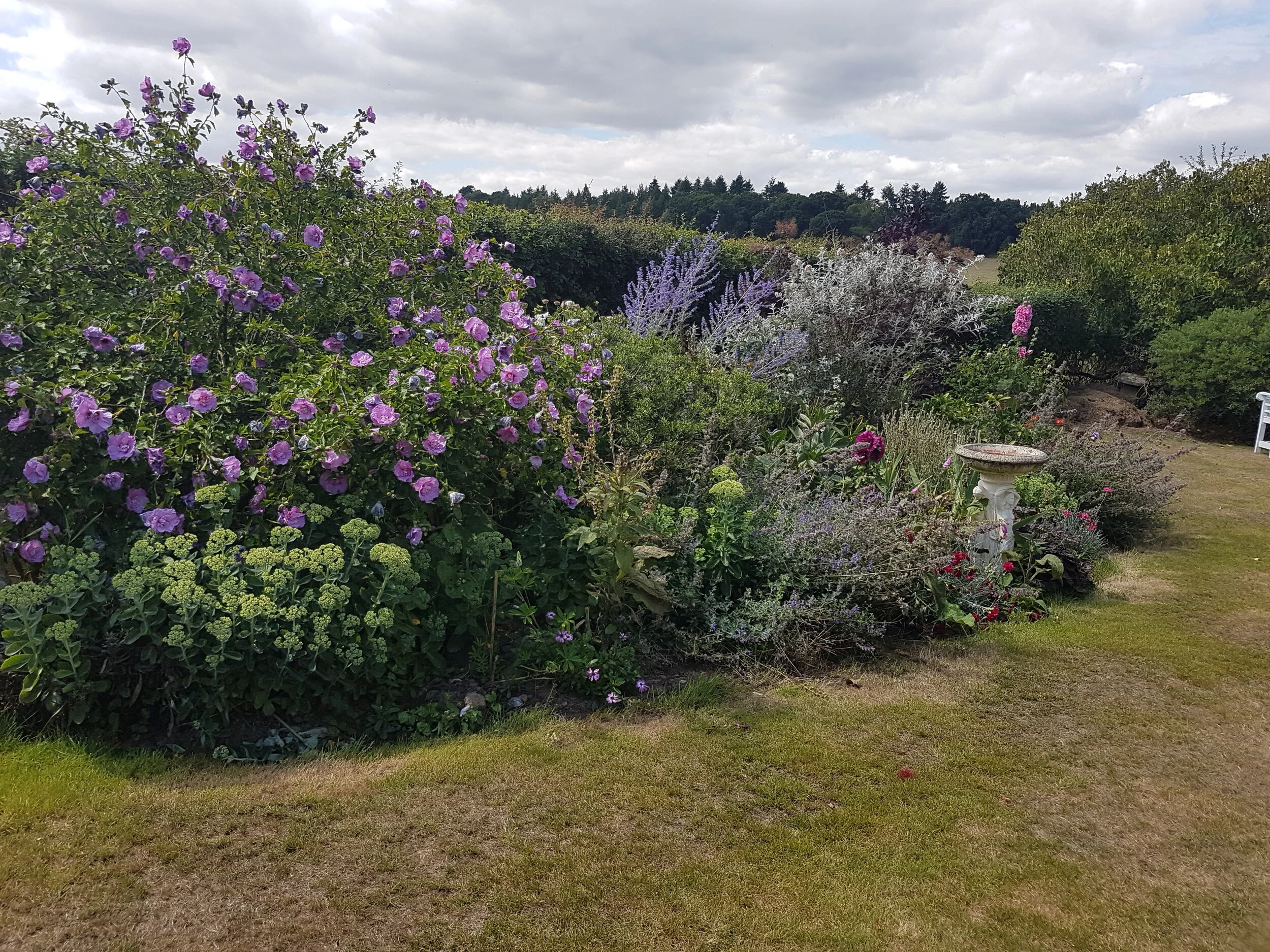 Herbaceous border Dorset